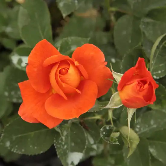 Rosa Christchurch™ - portocaliu - trandafir pentru straturi Floribunda